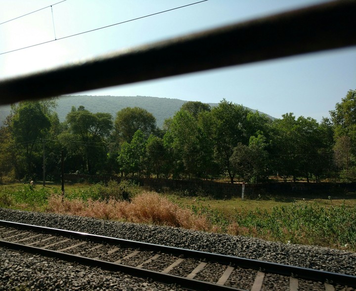 forest beside the rail track
