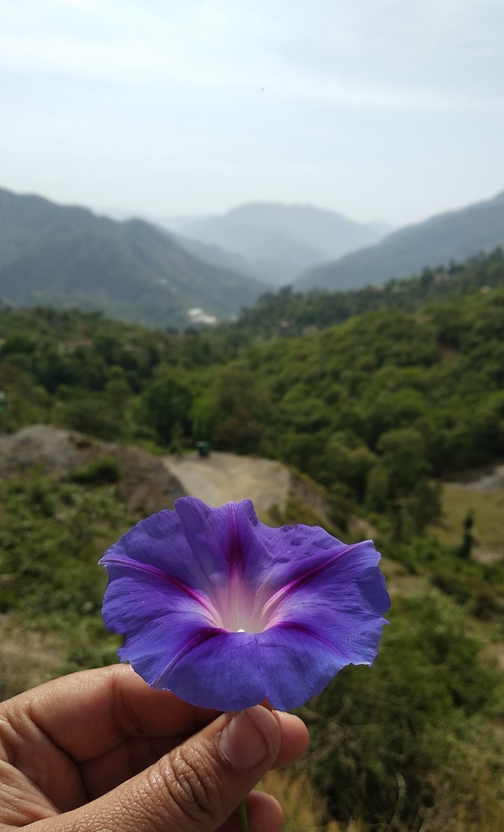 solan
