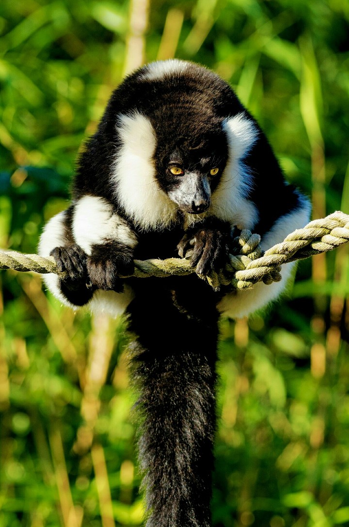 Rare Black and White Lemur