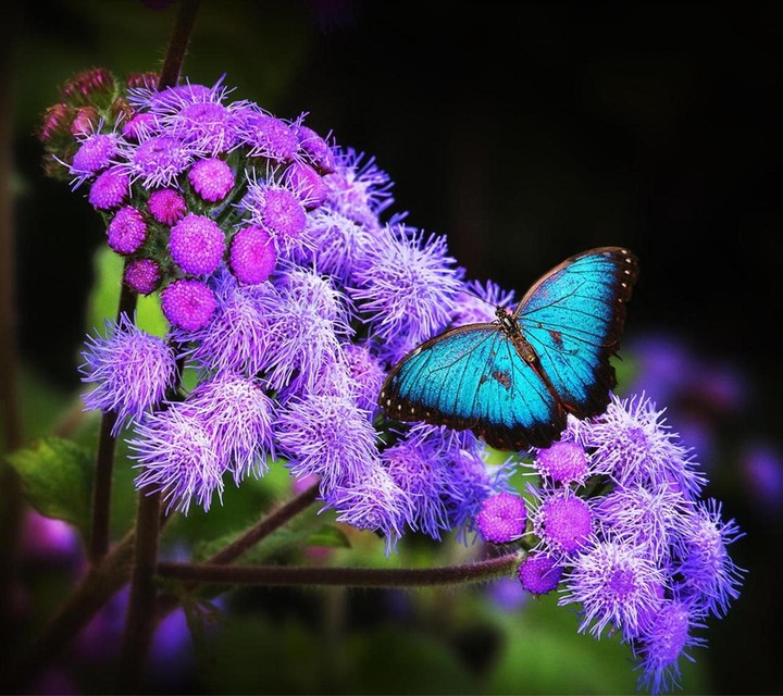 Beautiful Flower & Butterfly