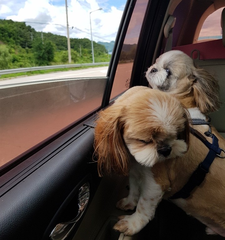 강아지와 함께한 여행