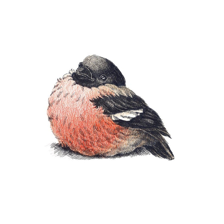 bullfinch
