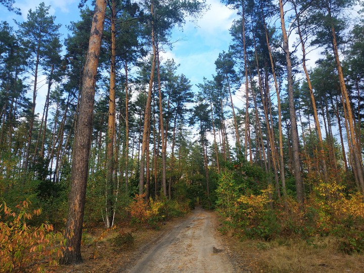 Осінній ліс