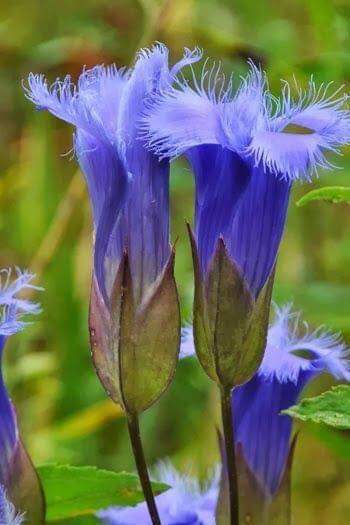 Blue flower