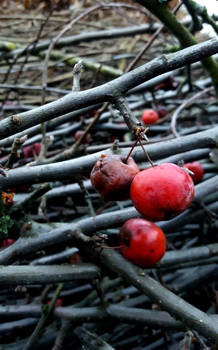 Cherry