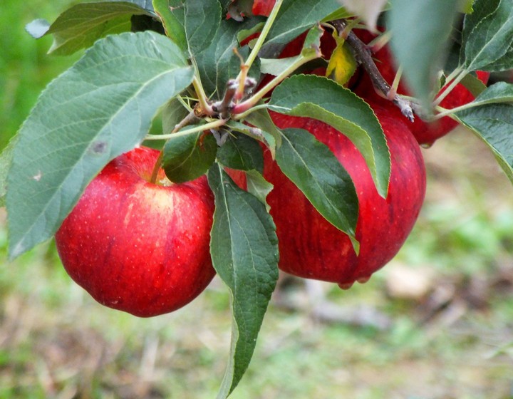 Äpfel rot
