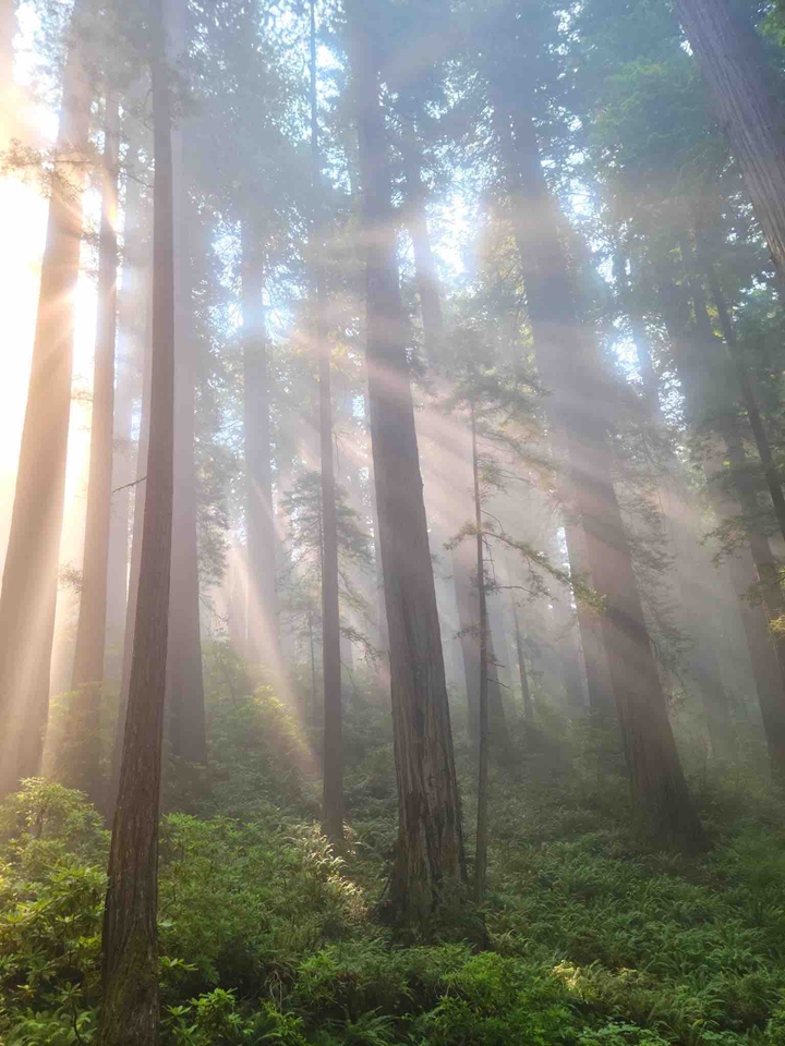 forest