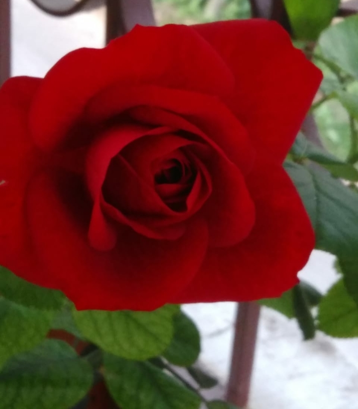 red love