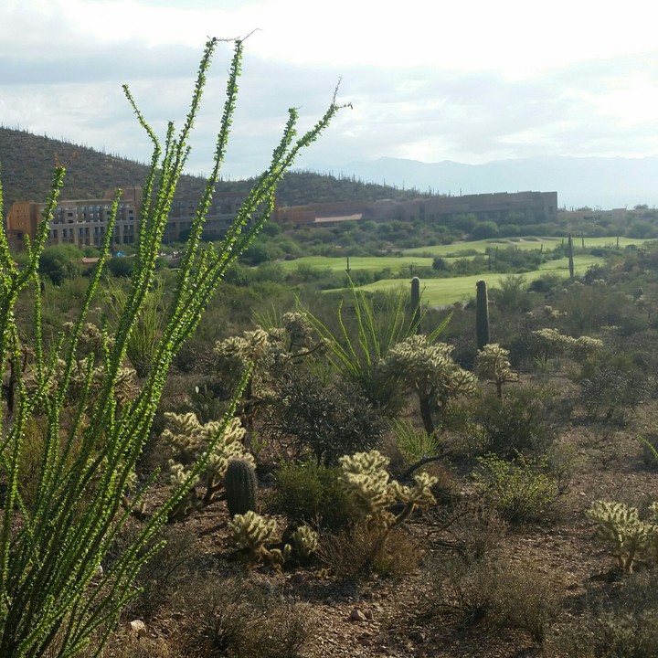 desert