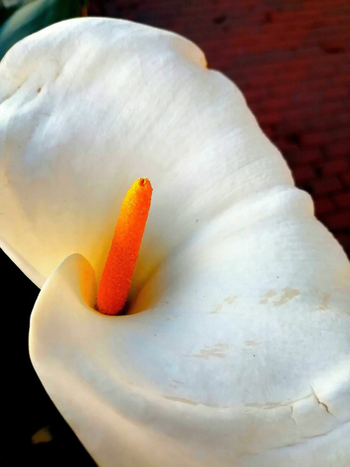 Calla