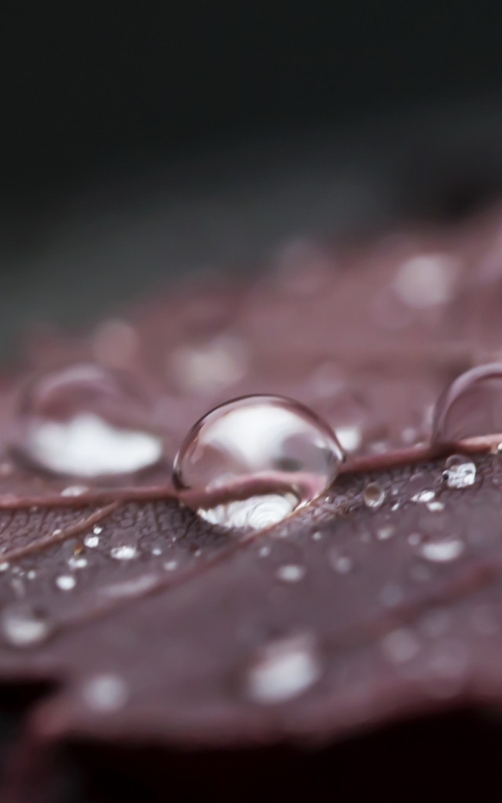 watherdrop