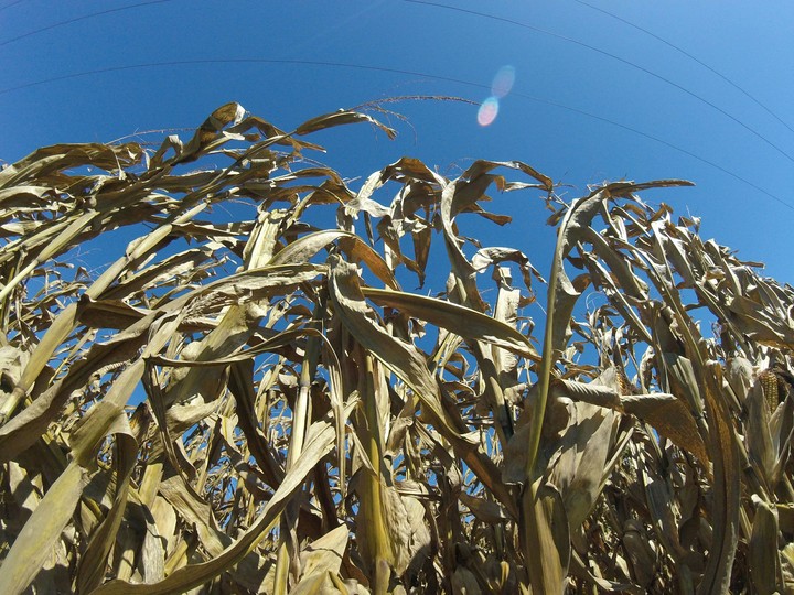 Corn