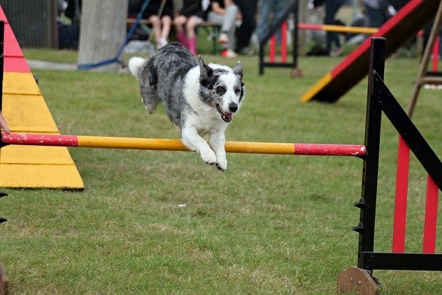The Border Collie Because There Is No Better Dog