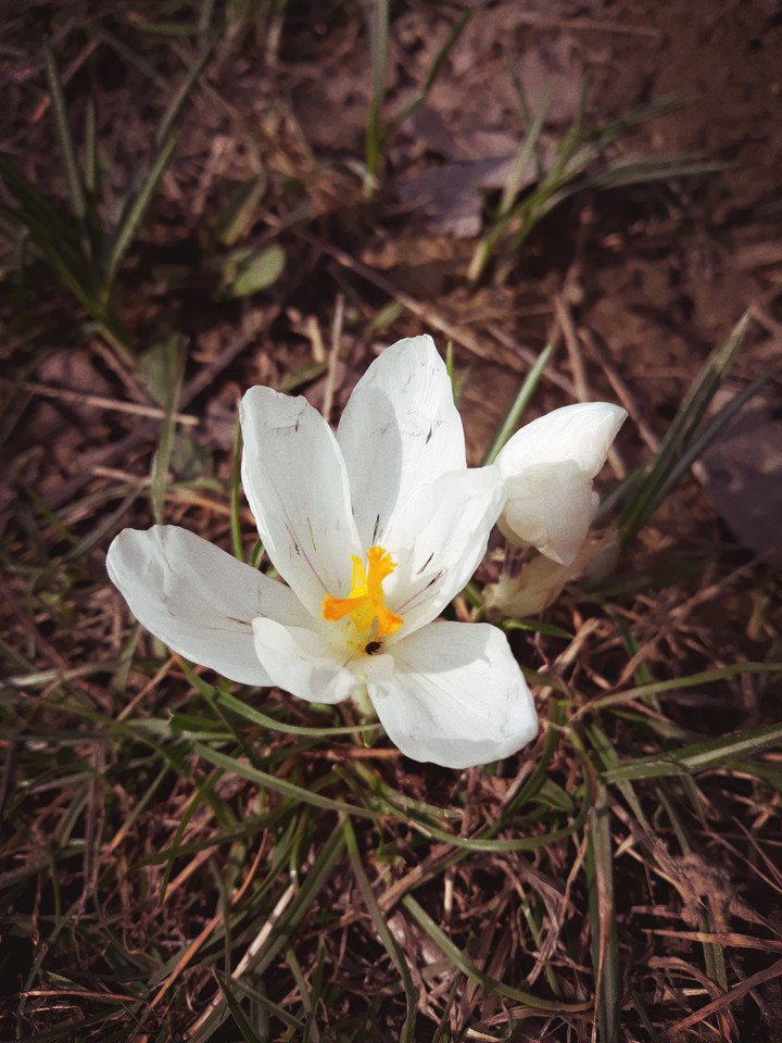 White crocus