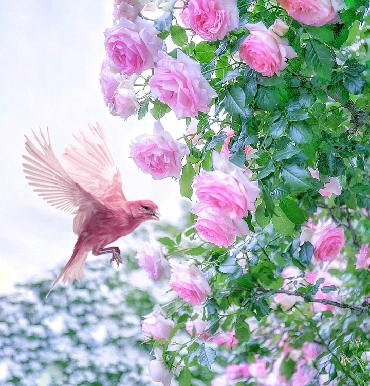 Roses & bird