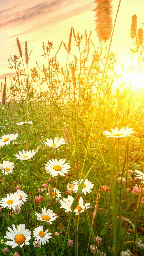 meadow, flower壁纸