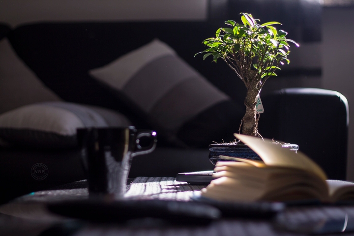 bonsai