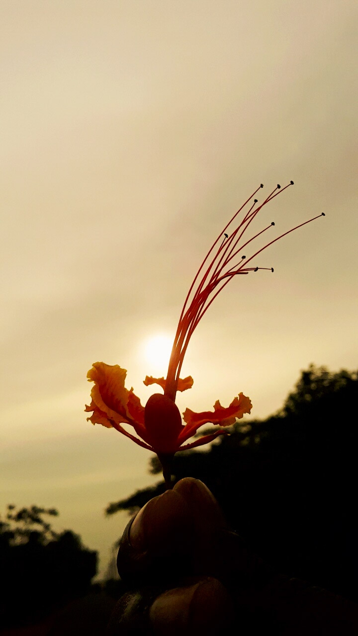 The flower