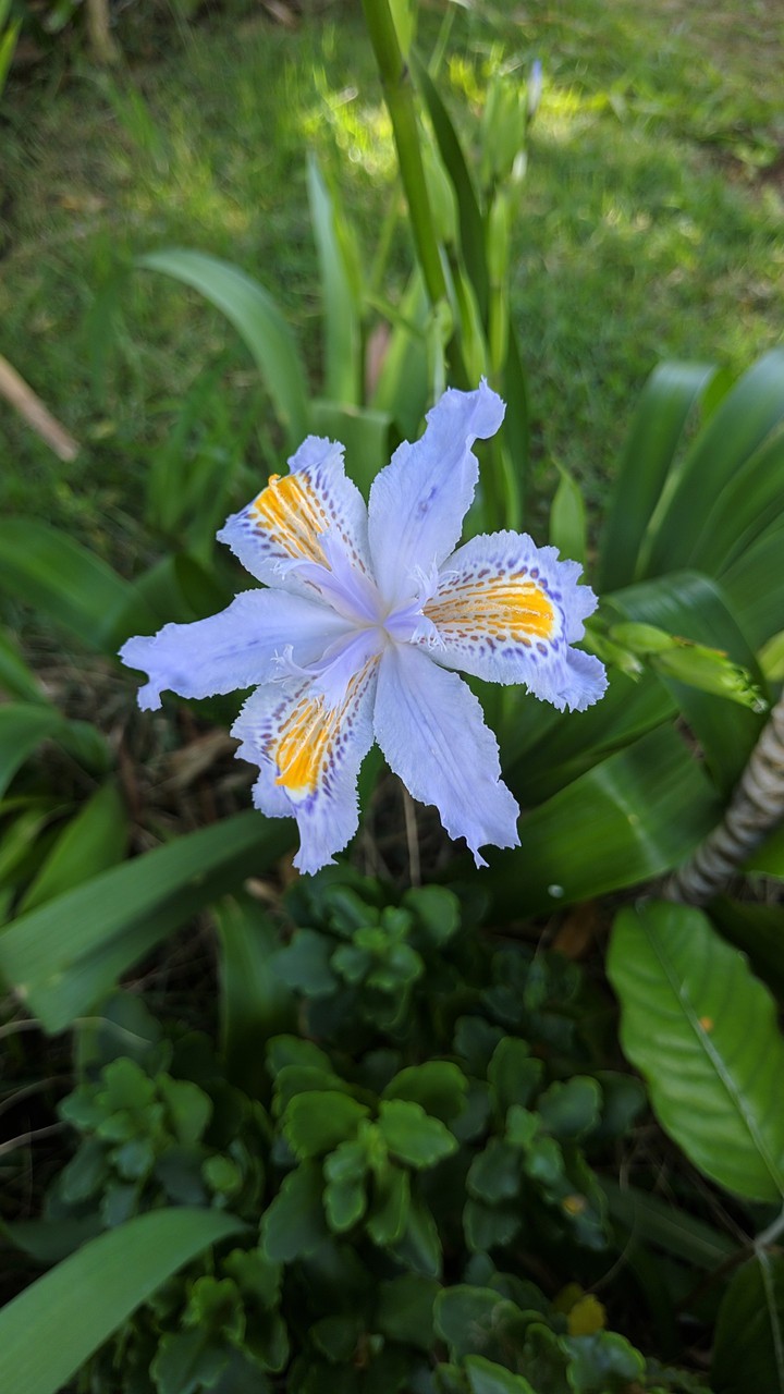 natureza