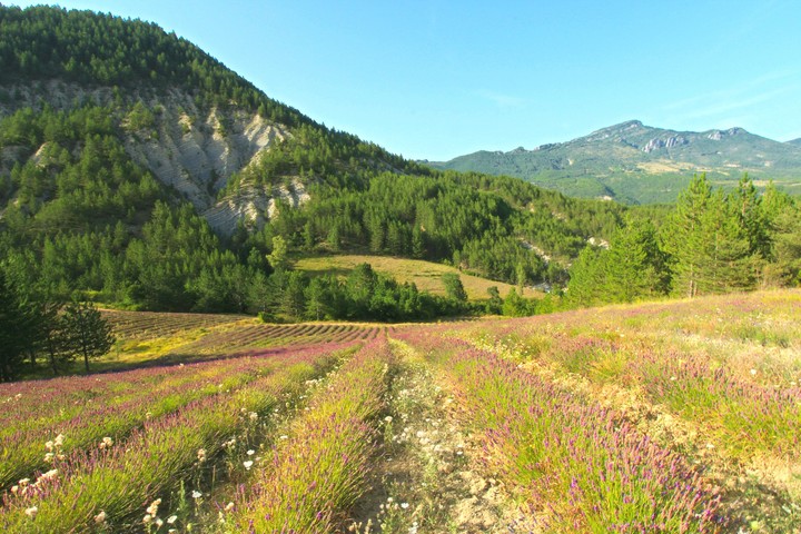 champ de lavande