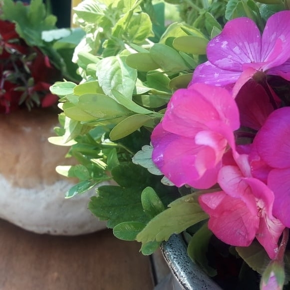 pink flower