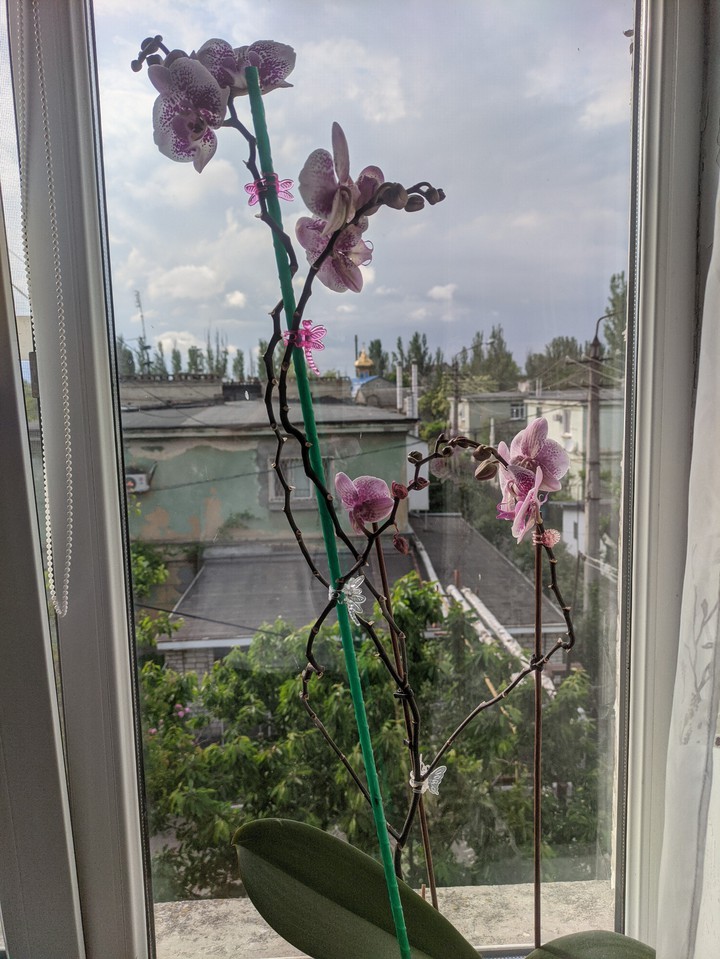 Орхидея