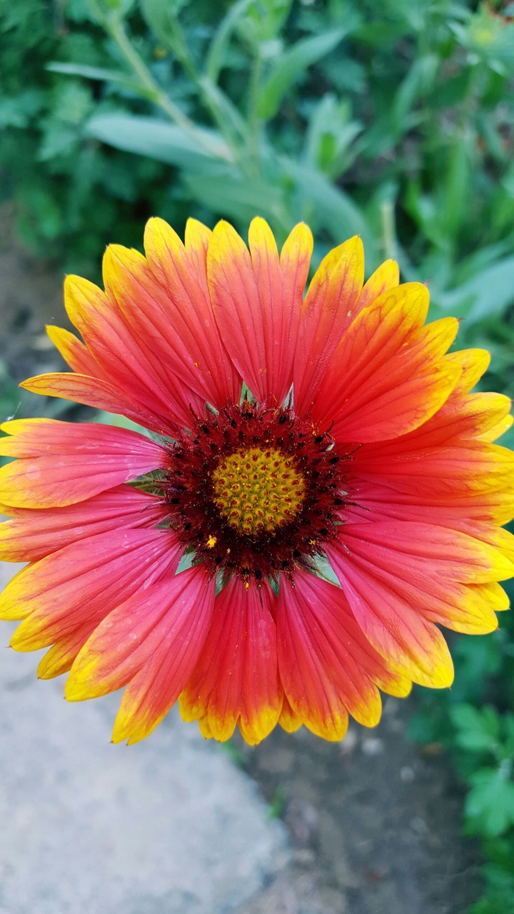 Flower