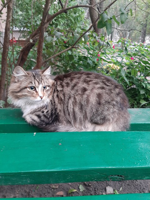 Cat