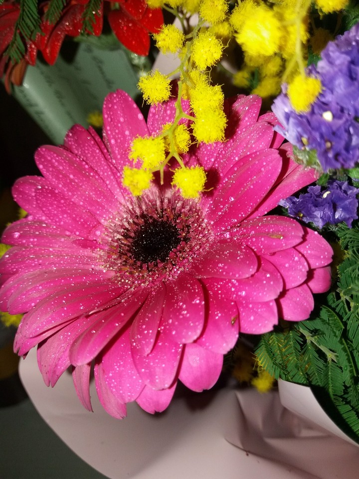 Pink flower