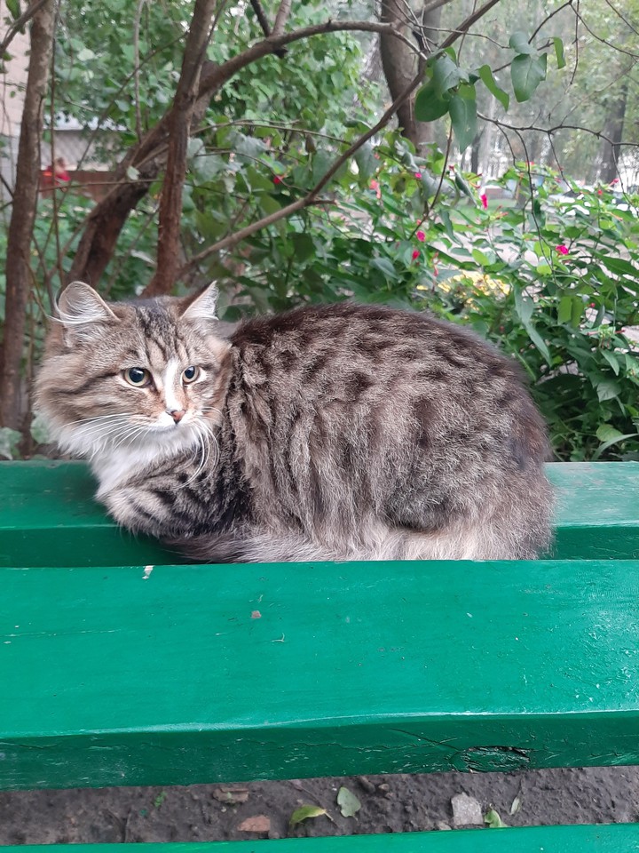 Cat