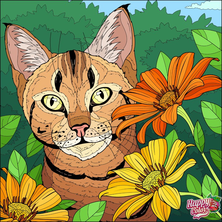 Gato