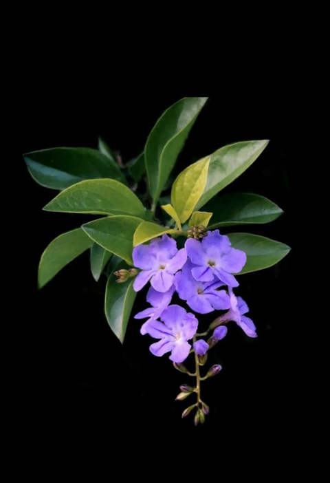 purple flower