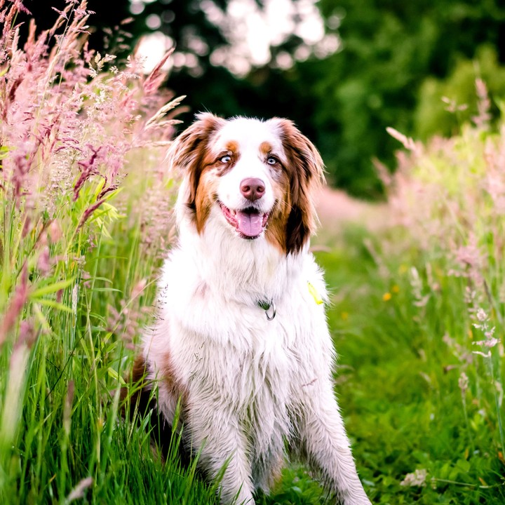 pretty dog