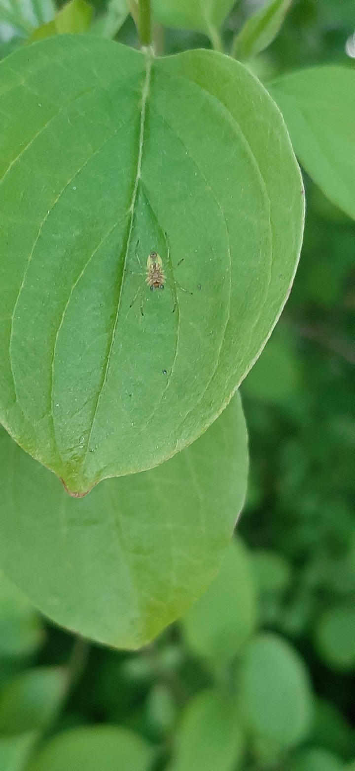 spooder