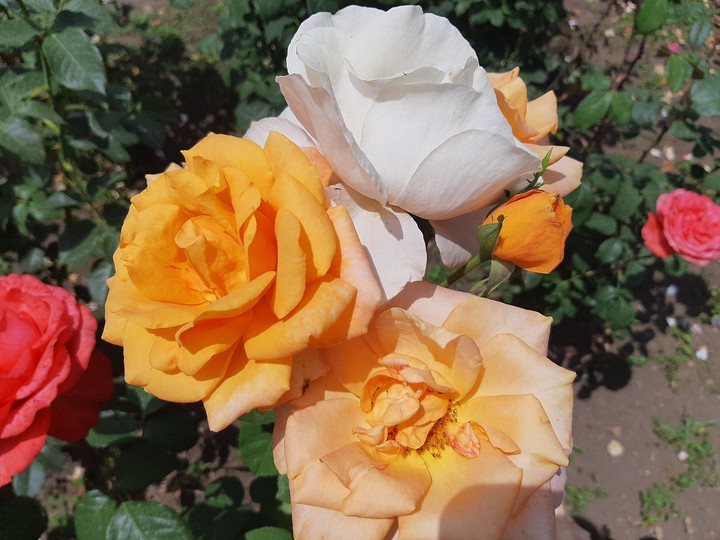 roses