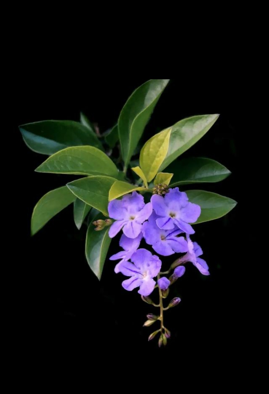 purple flower