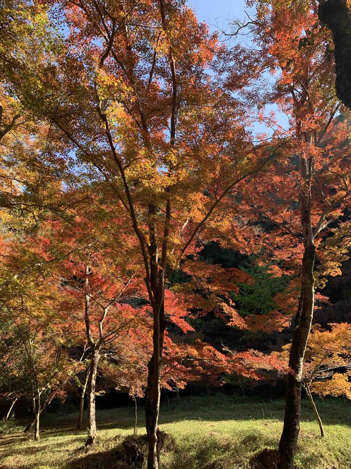 紅葉