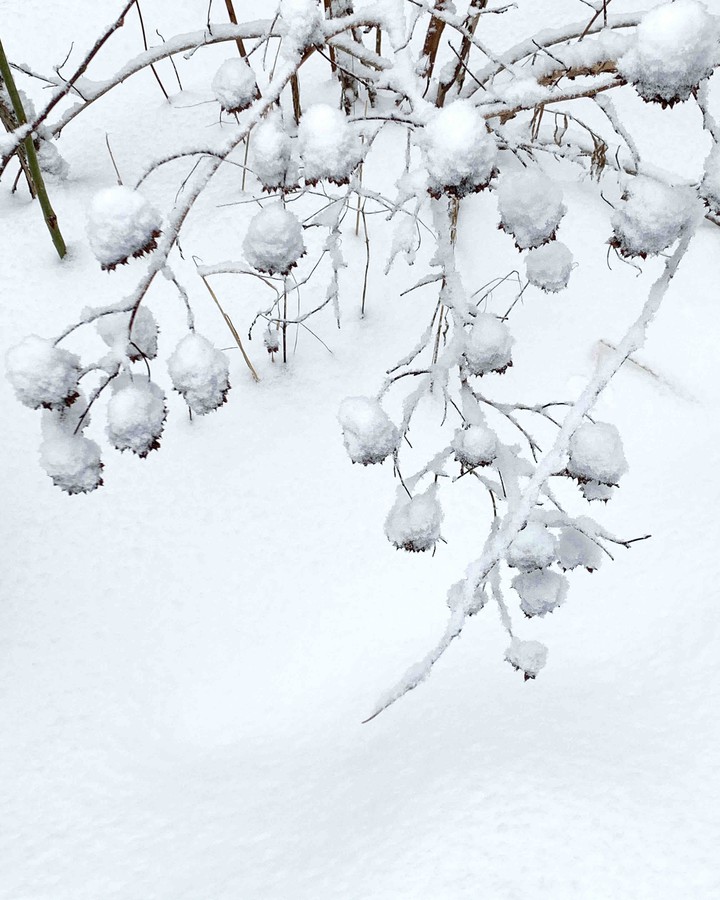 snow flowers