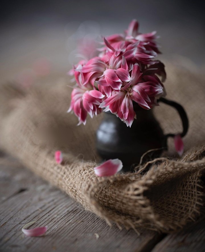 still_life...