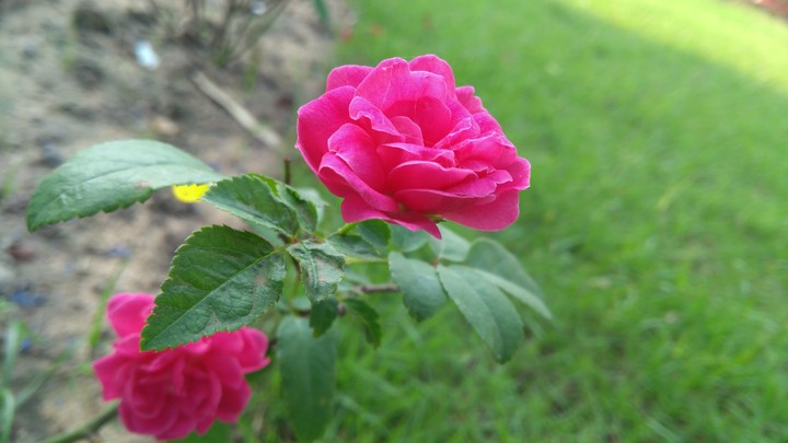 last flower standing