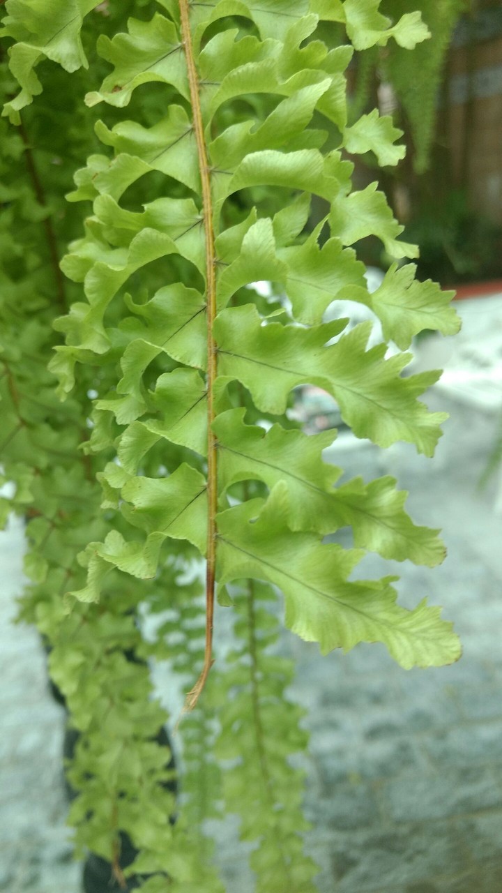 planta