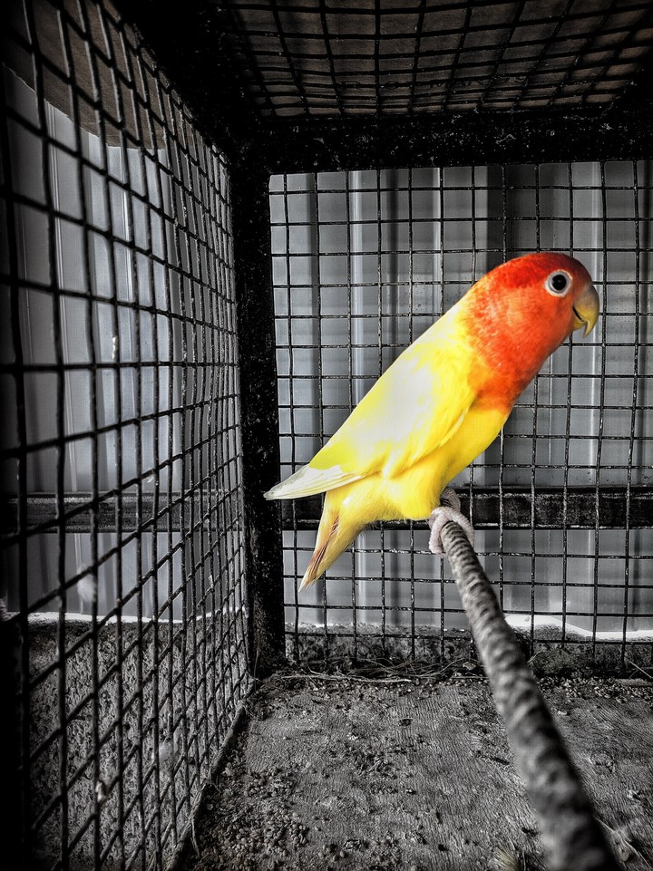 Caged Up