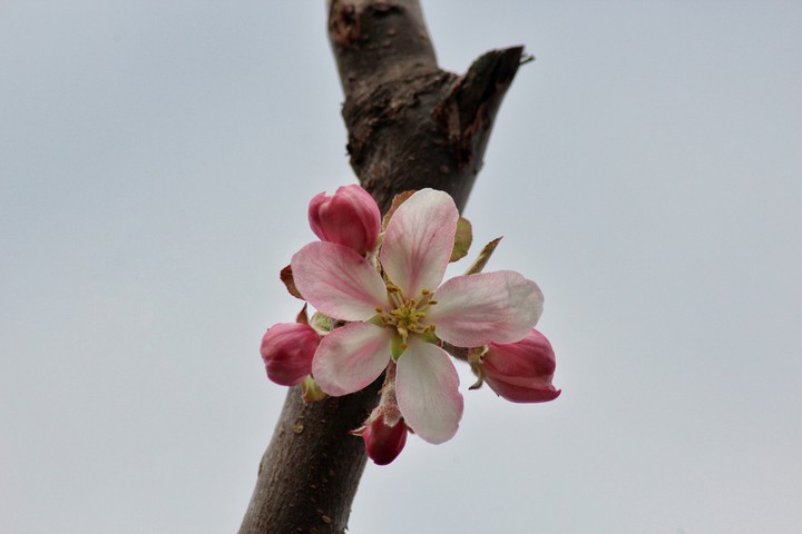 Apple flower