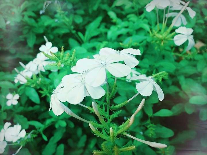 flower