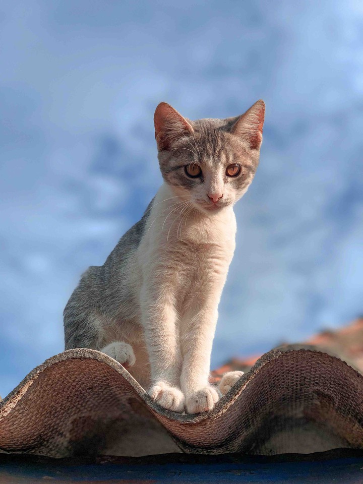 cat