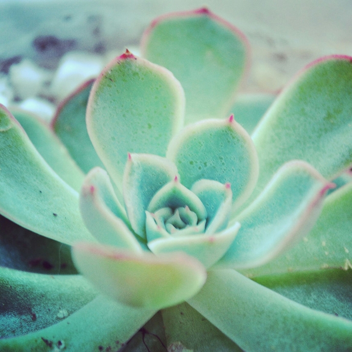 plant