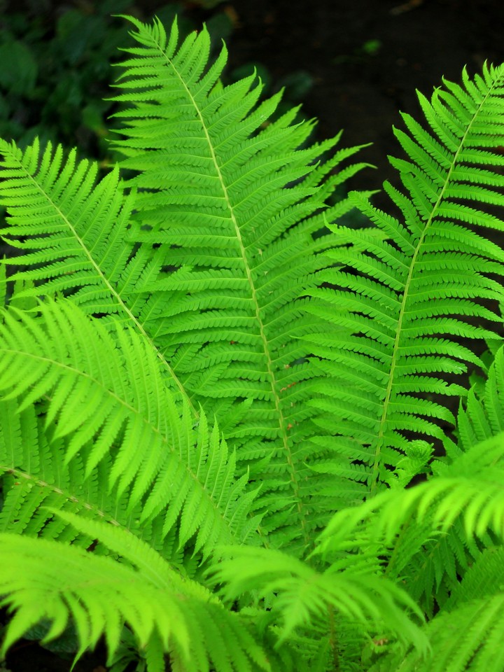 Beautiful leaves