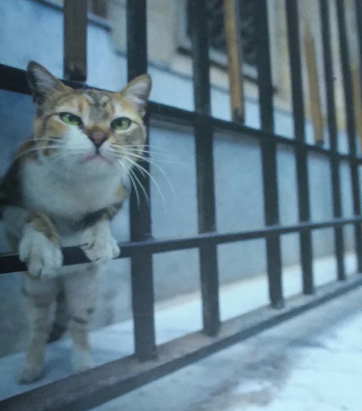 cat