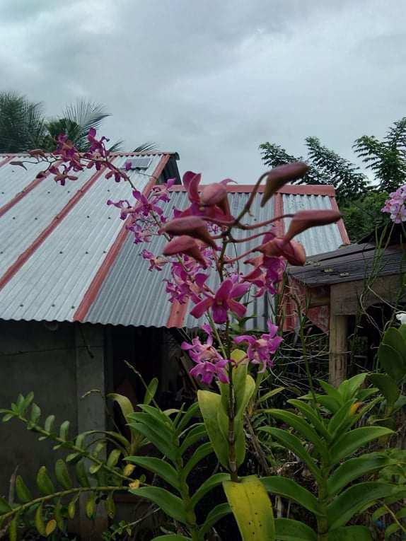 flowers lover