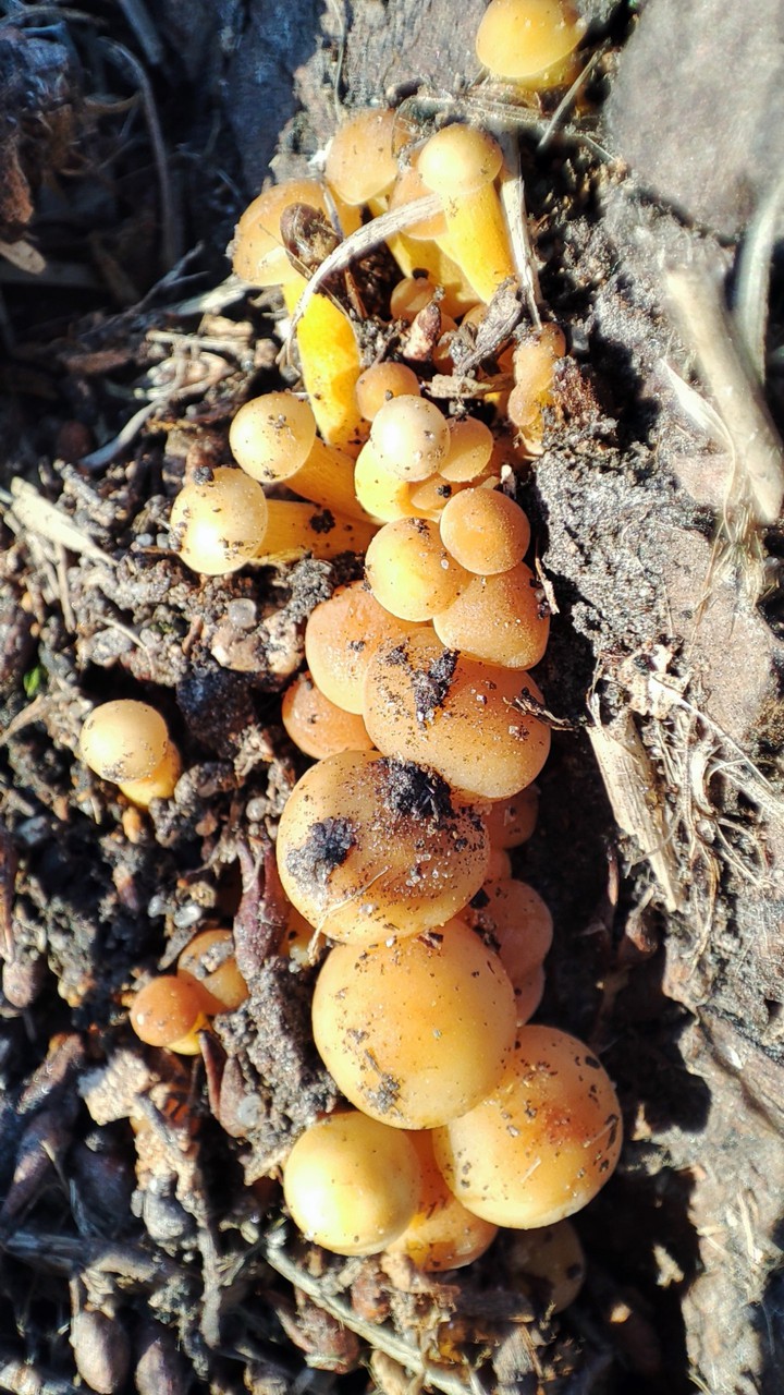 mushroom